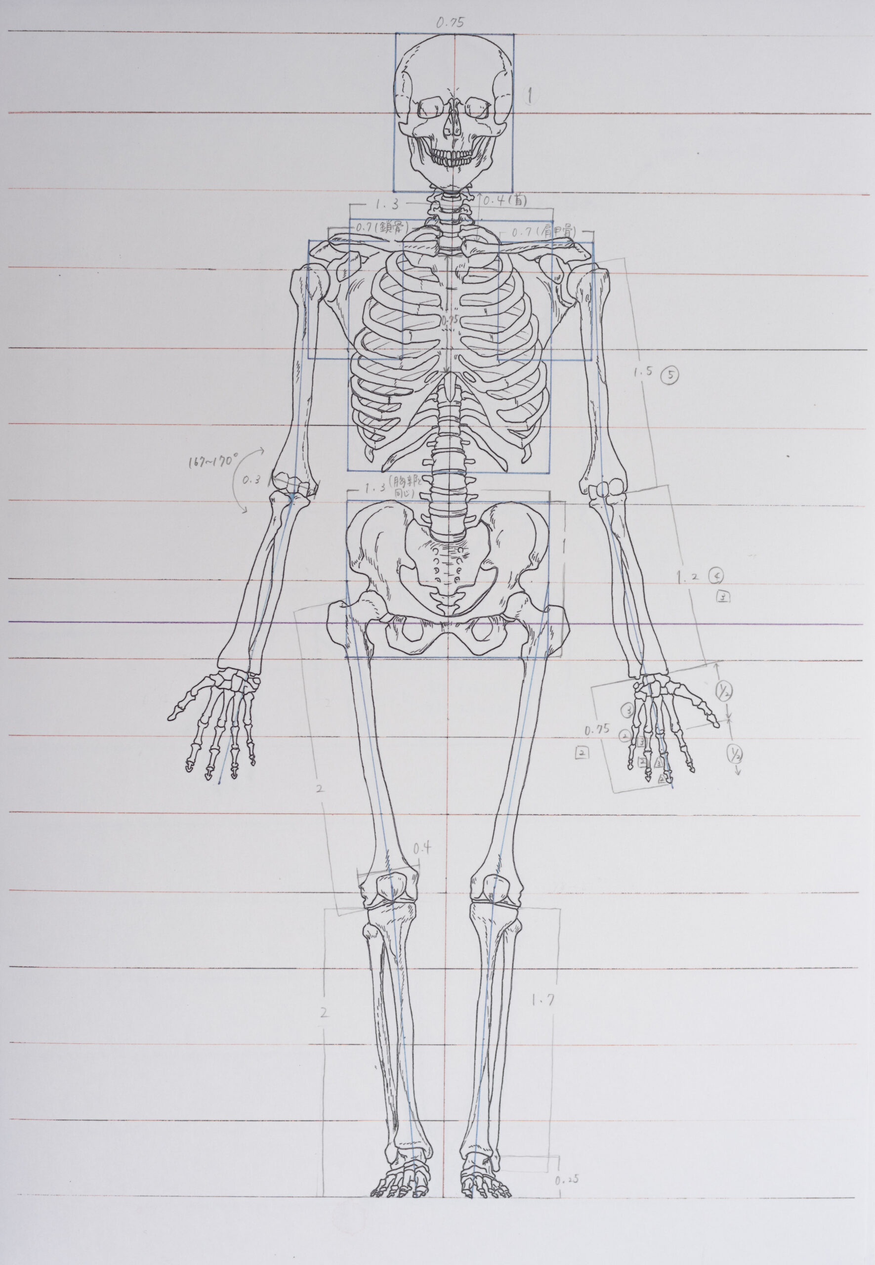 Anatomical Drawing – Students Work