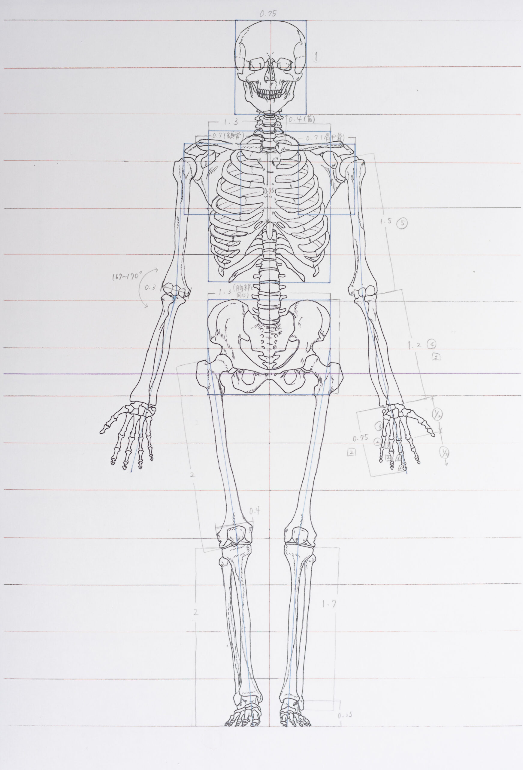 Anatomical Drawing – Students Work